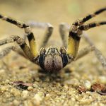 wandering spider size,habitat & bite wound facts (2)