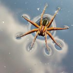 water spiders (2)