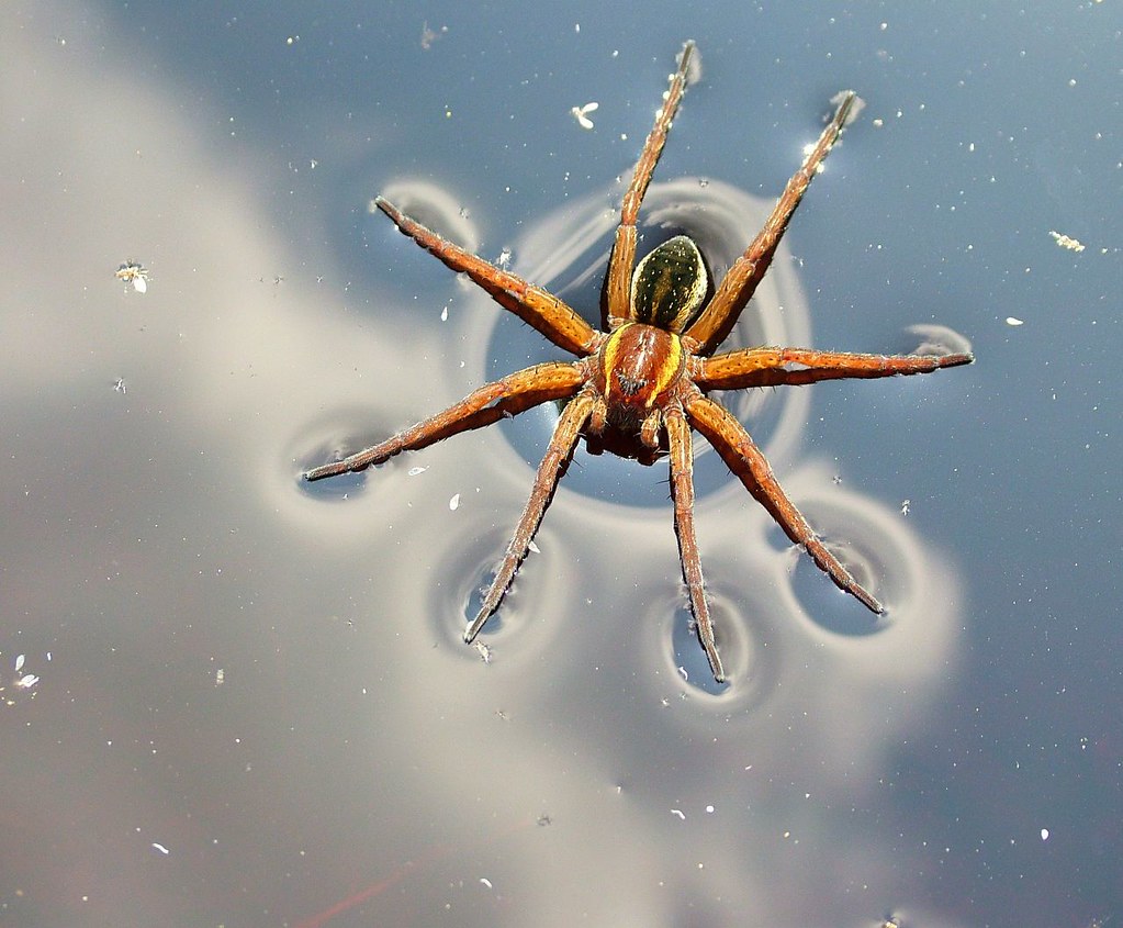 Are Water Spiders Poisonous SpiderPedia