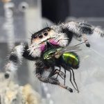 what do jumping spiders eat (2)