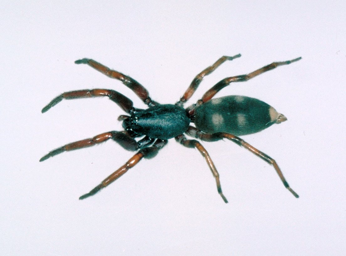 White-Tailed Spider | Habitat, Bite & Facts - SpiderPedia