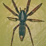 white tailed spider (2)