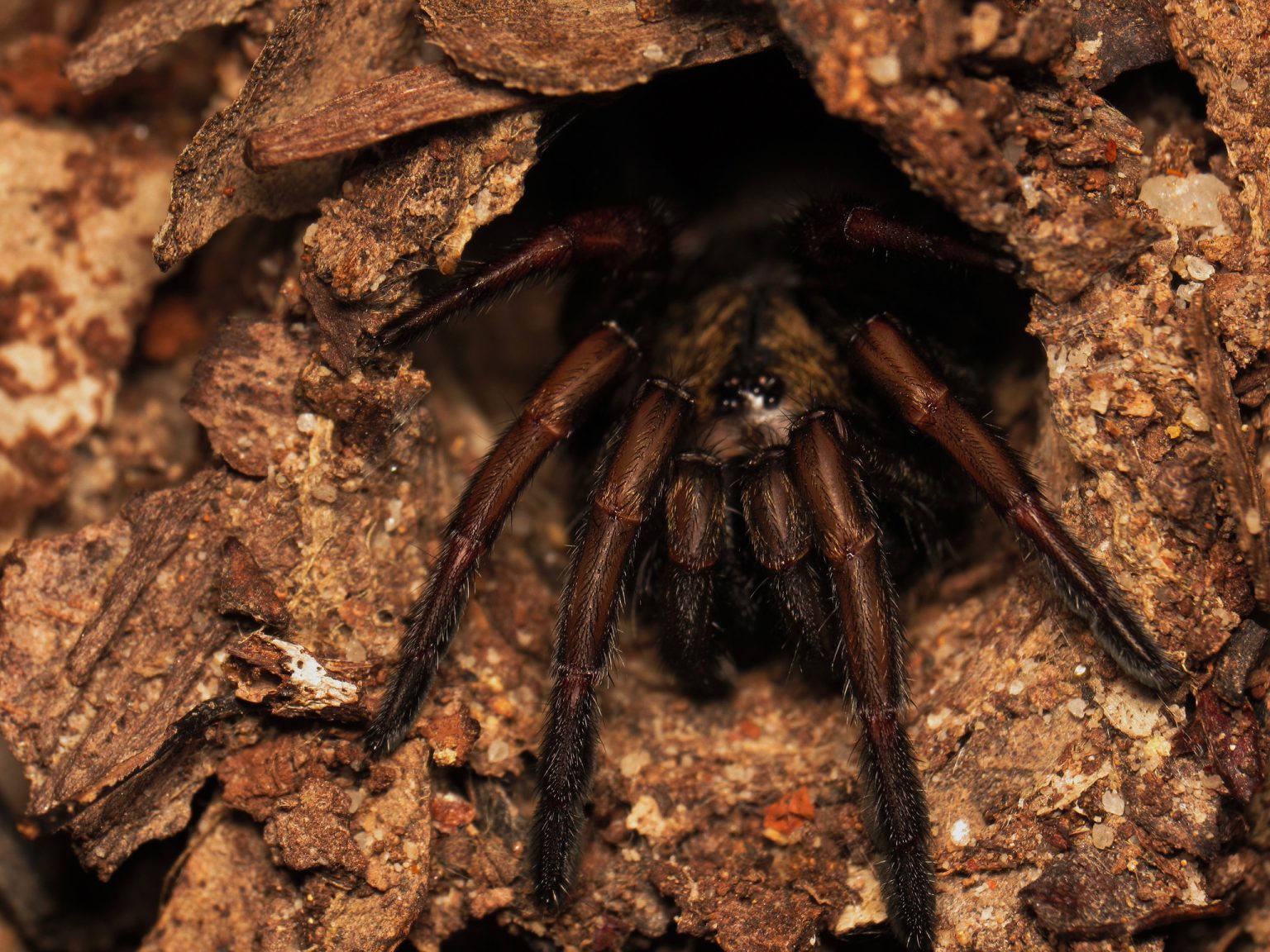 Dark Australian mygalomorph spider positioned at the entrance of a soil burrow
