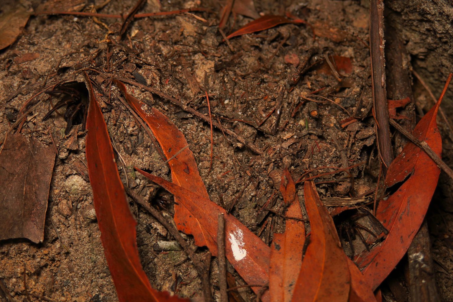 Small open spider burrow entrances among soil, dry leaves and forest litter