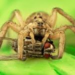 wolf spiders (2)