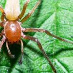 yellow sac spiders (2)