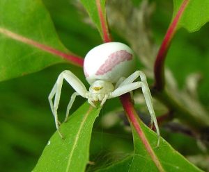 are crab spiders poisonous? - Spider Pedia