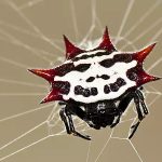 are crab spiders poisonous (8)