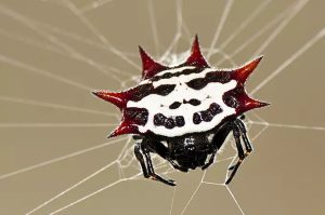 are crab spiders poisonous? - Spider Pedia