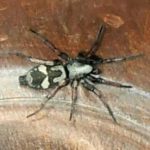 are ground spiders poisonous (6)