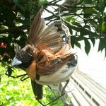 australia bird eating spider (6)