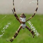 black and yellow garden spider (2)