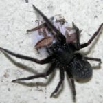 black house spider (1)