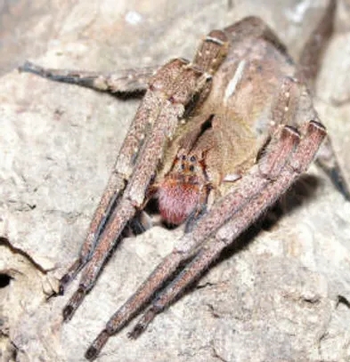 brazilian wandering spider (1)