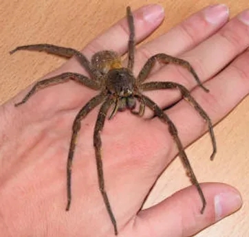 brazilian wandering spider (2)