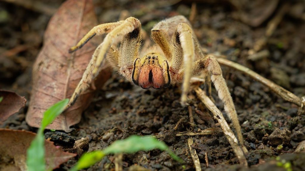 brazilian wandering spider phoneutria boliviensis species of a medically important spider in family ctenidae, found in central and south america, dry and humid tropical forests.