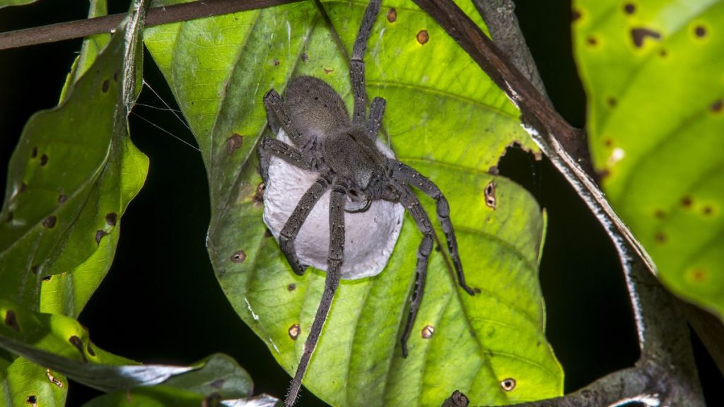 spider photographed in linhares, espirito santo. southeast of brazil.