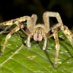 brazilian wandering spider (5)
