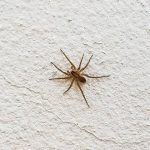 common house spider (4)