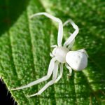 crab spiders