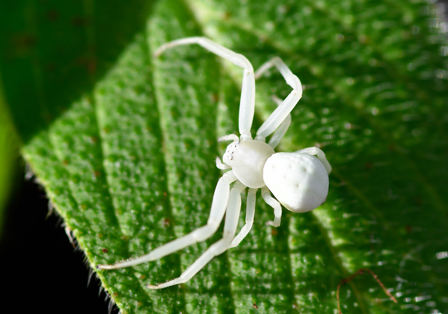 are flower crab spiders poisonous - Spider Pedia