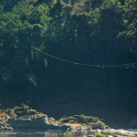 darwin's bark spider (1)