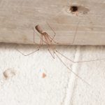 do daddy long legs bite poisonous (4)