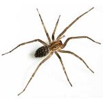 everything you need to know about the giant house spider (6)