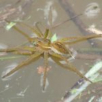 fishing spider (1)