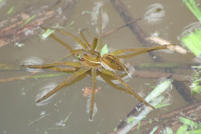 Fishing Spider | size,Diet & Habitat Facts fishing spider (1)