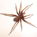 hobo spider bite, size&habitat facts (3)
