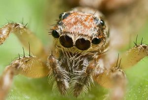 how long do jumping spiders live - SpiderPedia