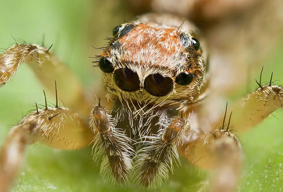 how long do jumping spiders live Spider Pedia