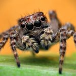 how long do jumping spiders live (4)