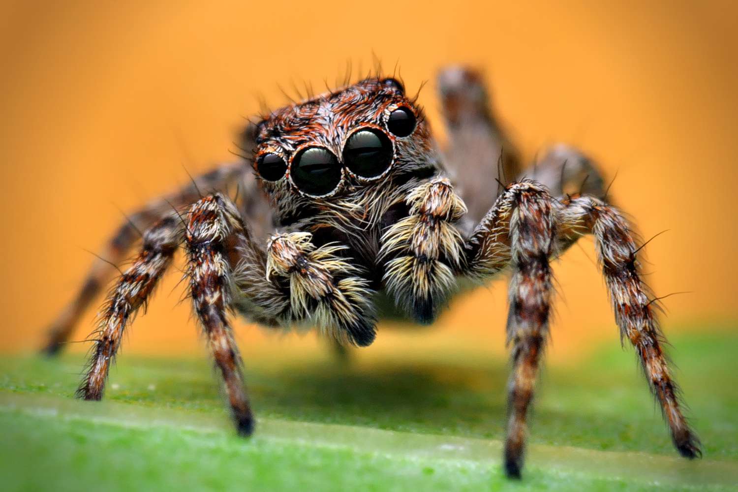 how long do jumping spiders live Spider Pedia
