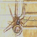 how to identify a false widow spider (1)