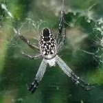 is the tent spiders poisonous (5)