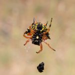 jewelled spider bite,poisonous & facts (3)
