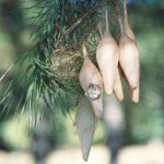 magnificent spider (2)