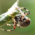 orb weaving spider (1)