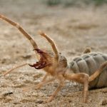 are camel spiders poisonous facts and mythology (3)