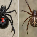 black widow vs false widow spider