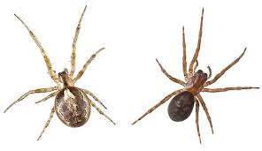 false widow spider (3)