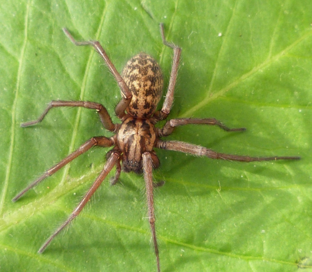 giant house spider (3)