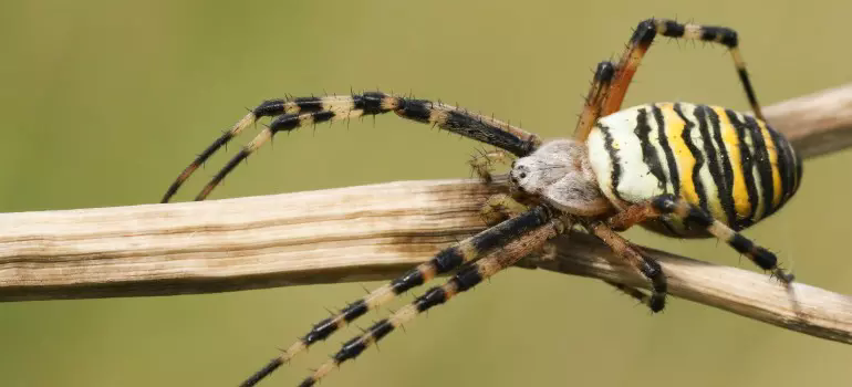 Wasp Spider Bite Size And Facst SpiderPedia