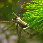 water spider (2)