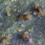 how to detect and get rid of spider mites in your garden (3)