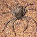 inside the world of sicarius spiders habitat, diet, and deadly adaptations (1)