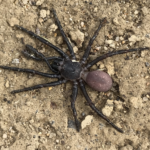 mygalomorphae unveiled venom, habitats, diets, and life cycles explored (2)