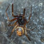 noble false widow (3)